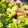 ぷにぷにもみじ's cooksnap of when they made ブロッコリー•ベーコン炒め♪.