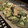 美しきロクサーヌ's cooksnap of when they made きゅうりとちくわのこぶマヨ.