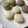 rieneko⭐︎'s cooksnap of when they made かわいいレモンマカロン.