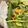 horseland's cooksnap of when they made 屑野菜のスープ用スープ.