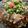 はなぴっち's cooksnap of when they made 【米粉】もちもち広島お好み焼き.