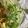 クック49L4Ho☆'s cooksnap of when they made 豆苗と大根の節約サラダ.
