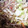 ♬あじさいのレシピ♬'s cooksnap of when they made 挽き肉ともやしのオイスターソース炒め.