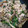 cook20hy's cooksnap of when they made 豆苗とエリンギと豚バラの炒めもの.
