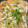 あい♪らんど's cooksnap of when they made 簡単！ふんわりプリプリ！白魚の卵とじ.