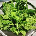 shino_mama's cooksnap of when they made 菜の花で簡単！菜の花味噌.