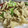 ♡マッキークッキング's cooksnap of when they made 冷めてもサクサク舞茸天ぷら.
