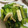 ちゃぎー's cooksnap of when they made 小松菜とお揚げの煮浸し.
