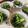 クックPENYYM☆'s cooksnap of when they made 絶対捨てちゃダメ！大根の葉の下ごしらえ！.