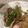 くじら食堂's cooksnap of when they made 豚肉とピーマンのオイスターソース炒め.