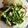 ミント🌿's cooksnap of when they made わけぎと蒲鉾のぬた.