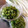 チコリママ's cooksnap of when they made 冷凍ねぎま 春先のネギの無駄無し保存.