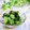 Satoco❋'s cooksnap of when they made きゅうりの酢の物.