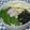 すこっとじょぷりん's cooksnap of when they made あさりと菜の花のうどん.