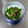 KAKO_KAKO's cooksnap of when they made 管理栄養士の菜の花としめじのごま和え.