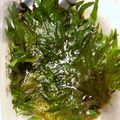 ☆ayami☆26's cooksnap of when they made 大葉大量消費☆大葉のたれ漬け.