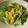 レディー・ババア's cooksnap of when they made キャベツのチー玉炒め.
