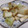 きらり流れ星's cooksnap of when they made めんつゆで焼きねぎのおひたし.