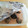 Newチヨコっと♪'s cooksnap of when they made ★あさりの砂抜き方法★.