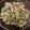 クック808TXY☆'s cooksnap of when they made ◆チコリとキュウリの簡単サラダ◆.