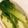 クックZ50UL2☆'s cooksnap of when they made 付け合せに最高！冷たいチンゲン菜.