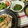 ぐりtoぐら's cooksnap of when they made 超早簡単:きゅうりの酢の物[作り置き].