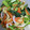 クック7EGR3P☆'s cooksnap of when they made 小松菜と人参と油揚げの炒め和え.