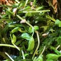 あゆたっくん's cooksnap of when they made 切り昆布の♪シーチキンサラダ.