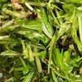 tecalin's cooksnap of when they made 水菜・ツナ・韓国ノリの無限サラダ.