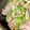 ぽこにゃん✩࿐୨୧'s cooksnap of when they made 砂肝のにんにくまみれ（ローソン風）.