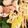 milestone★'s cooksnap of when they made ふわっととろろ芋のたっぷりきのこ鍋.