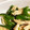 クック1K2O57☆'s cooksnap of when they made ささみとピーマンの．マヨカレー炒め.