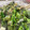 toshio39's cooksnap of when they made パパッと♪ツナと菜の花のオイマヨ卵炒め.
