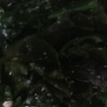 kyokoha's cooksnap of when they made 超～簡単ワカメと新玉ねぎ炒め.