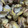 askun05's cooksnap of when they made 漁師のおかず★あさりのバター蒸し.