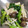 nikopunnn's cooksnap of when they made ほうれん草エノキ和え.