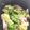 チッチちゃん☆'s cooksnap of when they made 激ウマ！デリ風ブロッコリーと蓮根のサラダ.