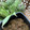 ヘップ＊BAN番's cooksnap of when they made ふきのとうみそ(ばっけみそ).