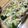 やーしー's cooksnap of when they made ウインナーとブロッコリーのマヨパン粉焼き.