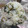 ズボラ女の料理's cooksnap of when they made 蕗の薹(ふきのとう)おにぎり.