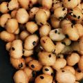 ぴゃるか's cooksnap of when they made さっぱり、やみつき! 大豆の甘酢あえ.
