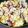 クックM96XDX☆'s cooksnap of when they made 簡単！あさりとキャベツのバター醤油酒蒸し.