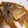 yuzupachi's cooksnap of when they made アカエイの煮付け.