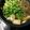 ☆さぶ☆☆'s cooksnap of when they made セリ鍋.