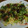 妙香ママ's cooksnap of when they made うなぎのちらし寿司.