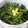 じゅんずＧさん's cooksnap of when they made のらぼう菜で海苔ごま和え.
