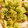 クックG6TGV4☆'s cooksnap of when they made ふきのとうの絶品天ぷら♪.