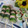 miyuki12's cooksnap of when they made 切ってさすだけ！シマシマ編♡.