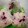 にこちゃんち's cooksnap of when they made しば漬け混ぜただけのおむすび.