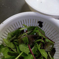 ★☆あっこ★☆'s cooksnap of when they made 簡単☆野菜の水切り方法☆裏技.